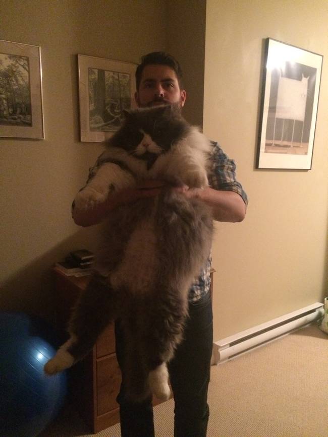 Humongous Cat