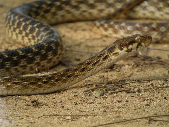 The snake Duarte uses for this stunt is a mildly venomous creature known as a banded cat-eyed snake.