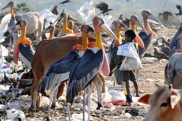 11.) Greater Adjutant.