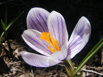 18. Saffron: $11.13/gram, or $5,040/pound