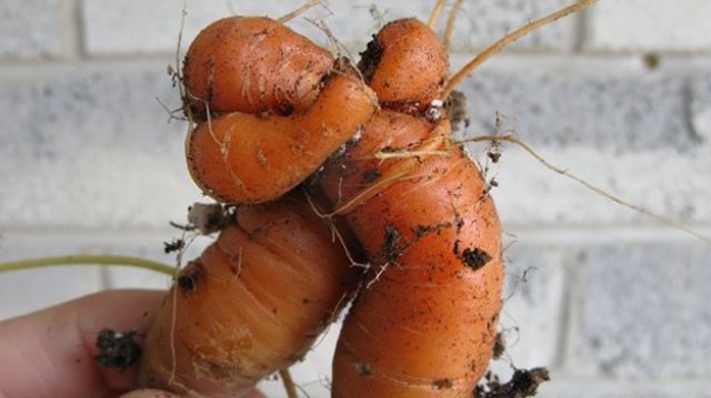 19. What's up with all these touchy feely carrots?