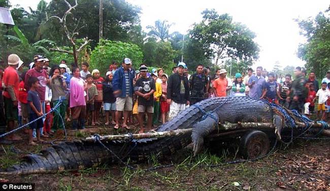 Back in 2011, residents of a small village south of the Philippine capital, Manila, managed to capture the world's largest, living crocodile.