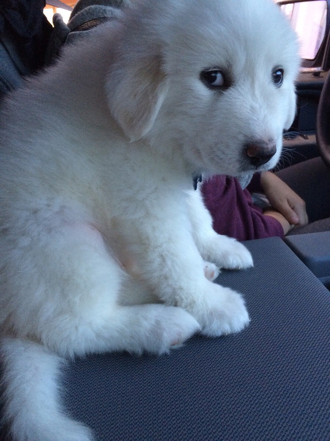 Puppy, or a snowball?