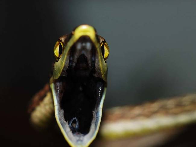 Brown Vine Snake