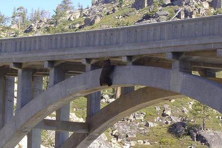 About every half hour the bear moved to the edge of the arch and tried to find a foot hold to climb down.