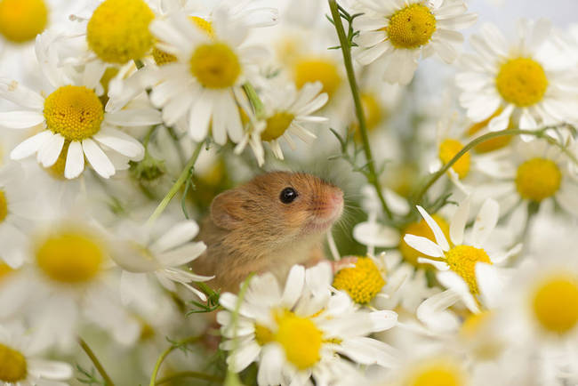 This mouse is just thrilled to be among the daisies.