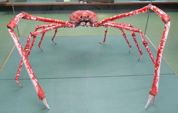 Japanese Giant Crab