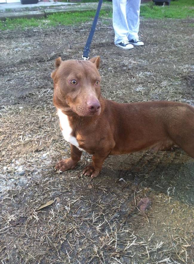 The Humane Society describes the pup in a Facebook post as "full of energy" and a "sweetie pie," but that he does have some issues listening and will require patient training.