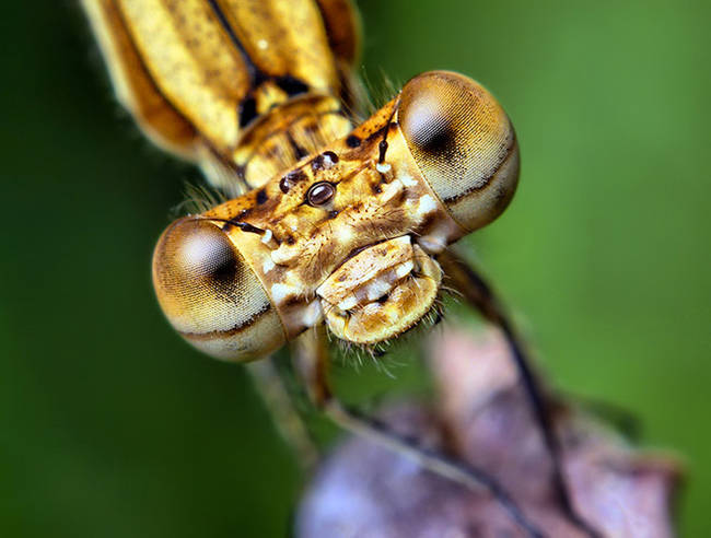 Oddly adorable for an insect.