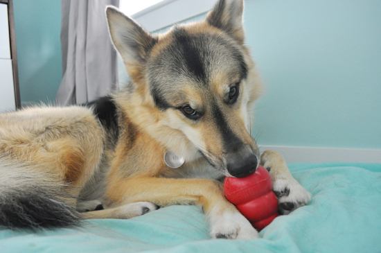 14. Don't buy that expensive Kong stuffing. Just put in a block of cheese and microwave for a minute.