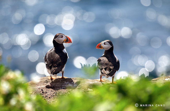 While Cano manages to capture some gorgeous images of wildlife, she is extremely modest.