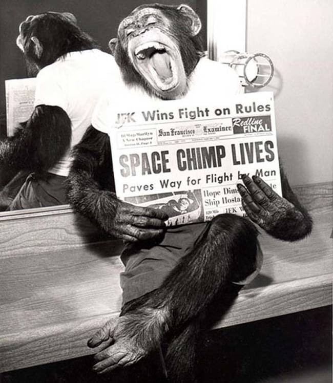 A victorious chimp holding a newspaper after surviving his trip to outer space.