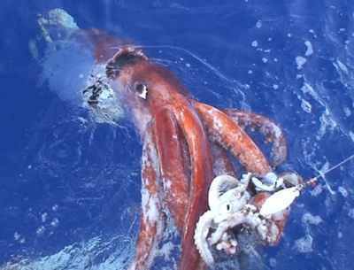 Giant Squid: This "kraken" was bumped up from legend-status when several carcasses were found on beaches of Labrador and Newfoundland in the 1870s.