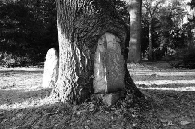 A tree taking over an old grave.