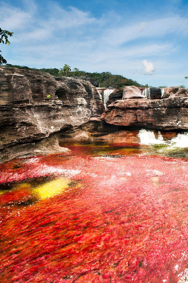 Caño Cristales River, also known as "The River of Five Colors," Colombia