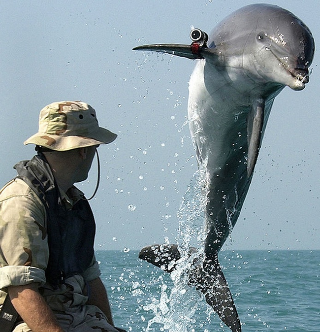 10.) And for water mines, the US Navy employs the help of dolphins to discover them deep below aquatic combat areas.