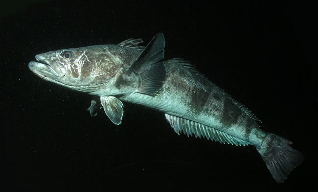 8.) Antarctic Toothfish