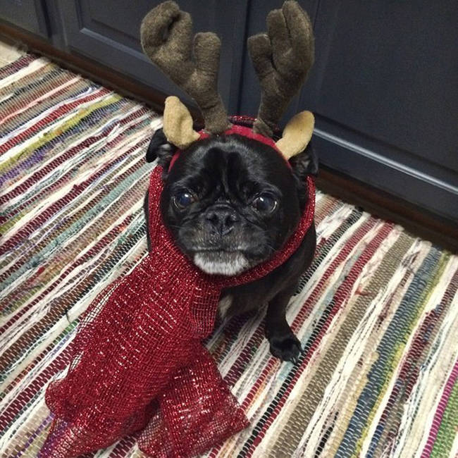 They don't all have to be Rudolph.