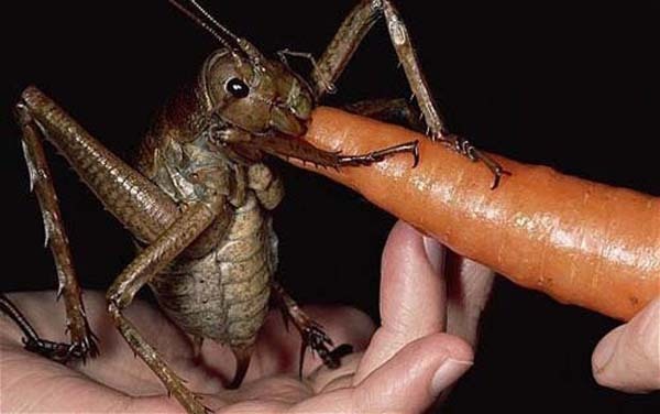 21.) Giant insects are the new rabbits.