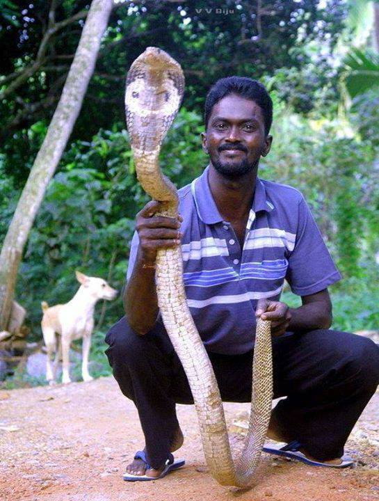 His efforts to capture poisonous snakes from human populated areas and to educate the people about snakes and their behavior is widely acknowledged.