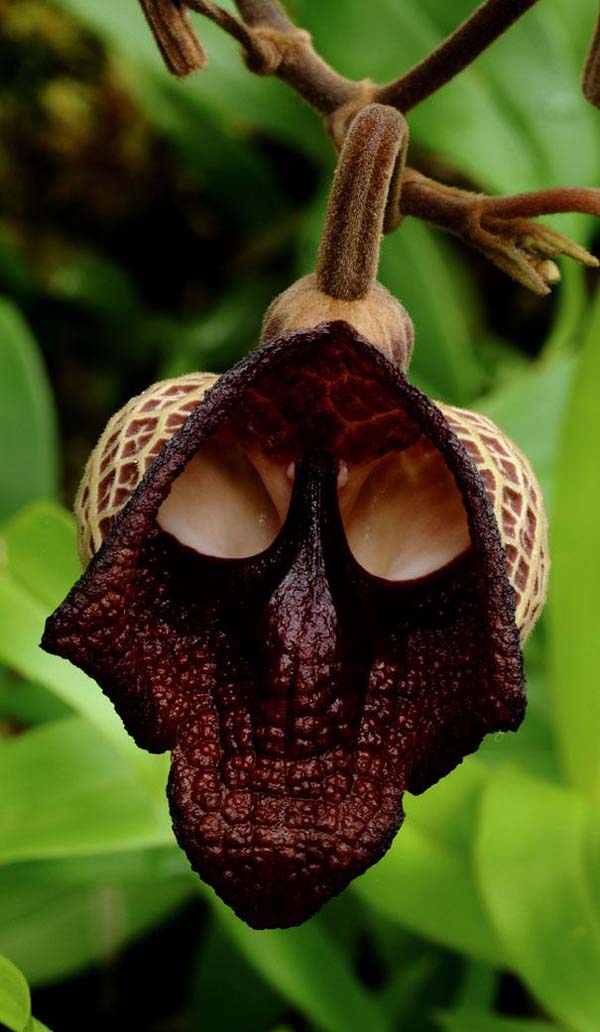 17.) Darth Vader (Aristolochia Salvadorensis)