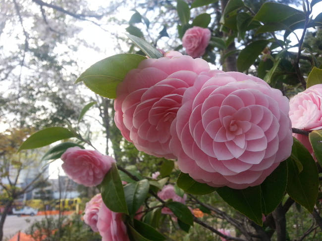 Japanese Camellia (Camellia Japonica)