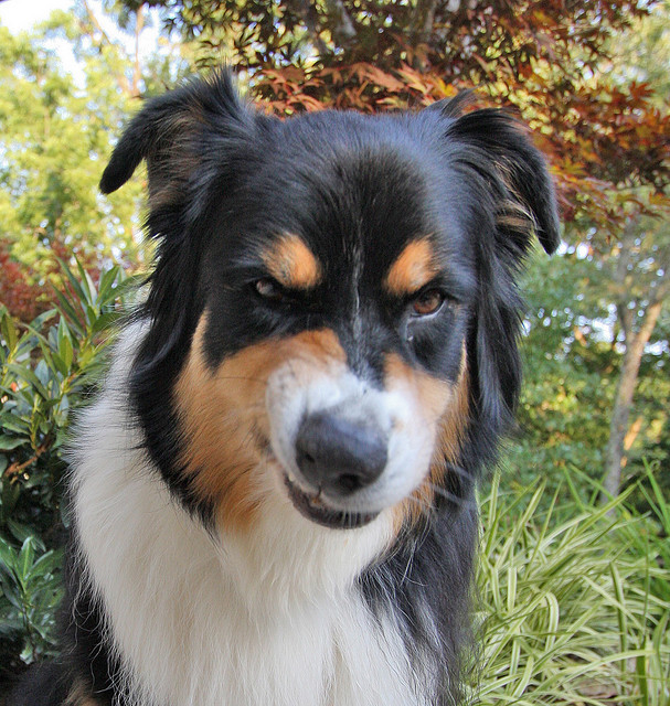 While your dog is sailing on his dog boat (again not a thing), he can also tell you if any whales have pooped recently.  Yup, there's a dog named Tucker who is trained to detect whale poop so scientists can examine their migrations.