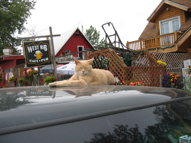 This cat named Mayor Stubbs was actually elected mayor of Talkeetna, Alaska for the past 17 years.