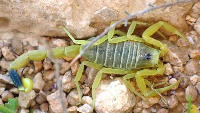 7.) Deathstalker Scorpion.