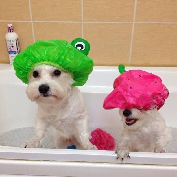 32. Use a teapot to rinse dogs off in the bathtub without getting water and soap in their eyes.