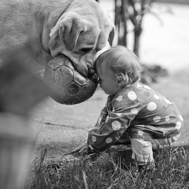 You're supposed to head the ball, not the dog!