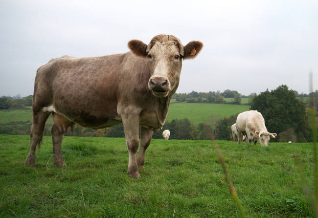 In 2009, Catherine Douglas and Peter Rowlinson won the Ig Nobel Prize in veterinary medicine by discovering that cows with names produce more milk than those that are nameless.