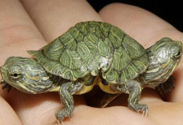 10.) Two headed Tortoise