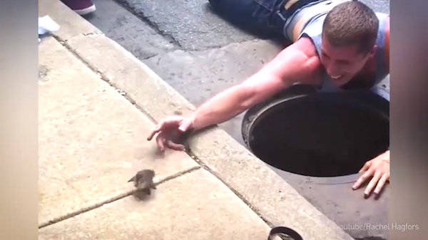 This guy who went head-first into a sewer drain for one little duckling.