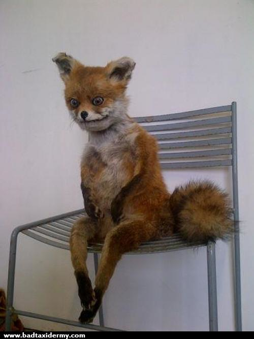 20.) Oh yea, foxes are known for just sitting on chairs and chilling.