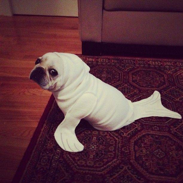 "On Wednesdays, we wear white seal costumes."