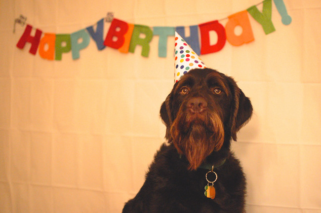 Happy birthday, you magnificently bearded pooch, you.  