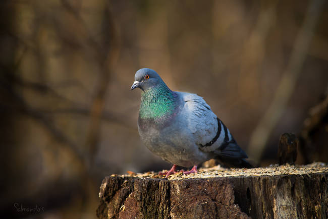 Not many of us relate the common pigeon to cutting edge technology.