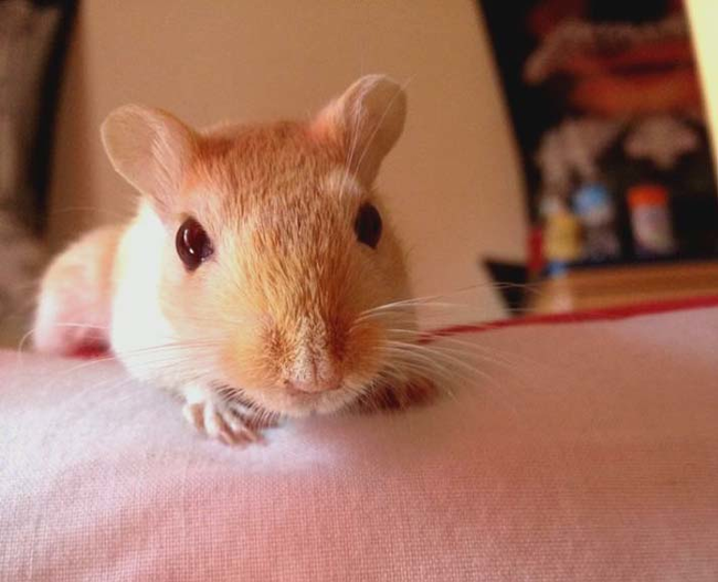 5.) Gerbils.