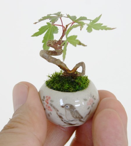 13. What happens when this bonsai tree outgrows this? ... Like tomorrow?