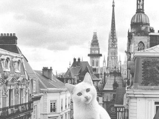 Un chat blanc en Paris.