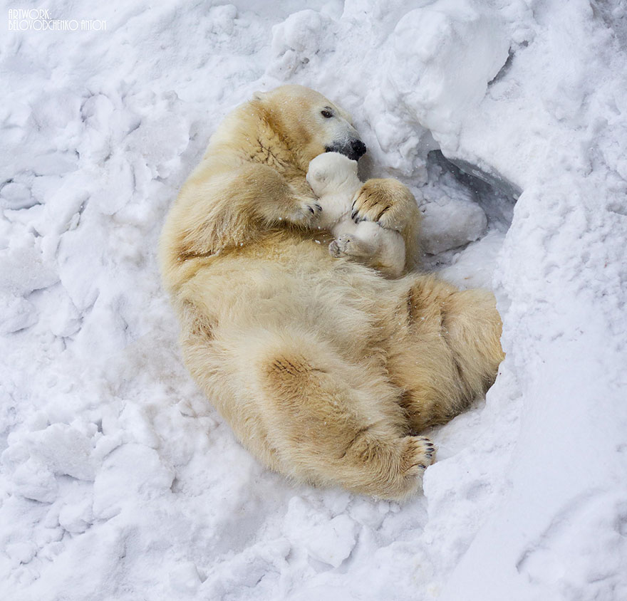 2.) Cuddling up in the snow. Looks pretty cozy.