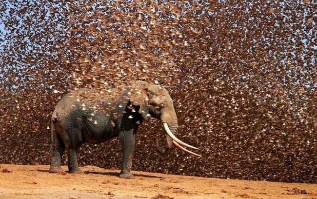 8.) Red-Billed Quela.