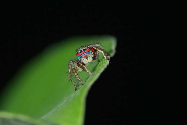 Jumping Spider - <em>Stenaelurillus</em>