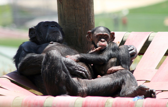 4.) Chimps are like humans in many ways, including birth. Infants emerge facing away from their mother, a fact that led anthropologists to debunk the idea that humans have the unique need for assistance while giving birth.