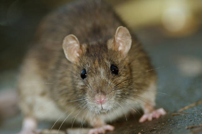 Most metropolitan areas deal with a high rat population, but in Tehran, Iran, they deal with giant rats weighing as much as <a href="https://www.huffingtonpost.com/2013/03/04/tehran-rats-iran-giant-mutant-rodents-photo_n_2807145.html" target="_blank">11 pounds</a>.