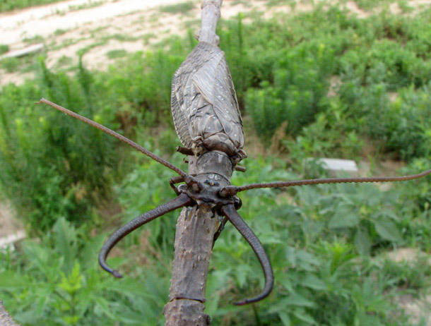 Male Dobsonfly