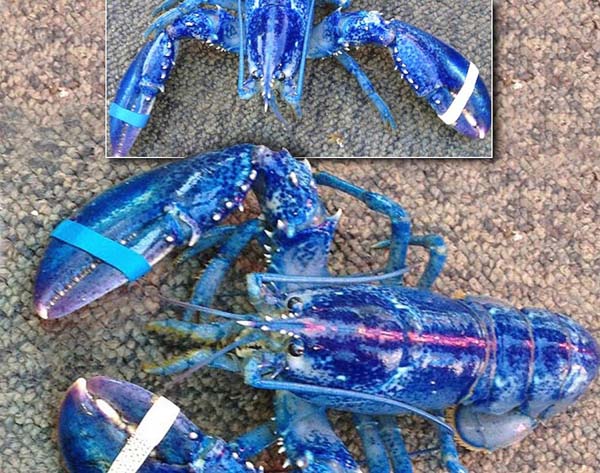 8.) Blue lobsters: Blue lobsters are a result of a rare genetic defect, but are like other lobsters.