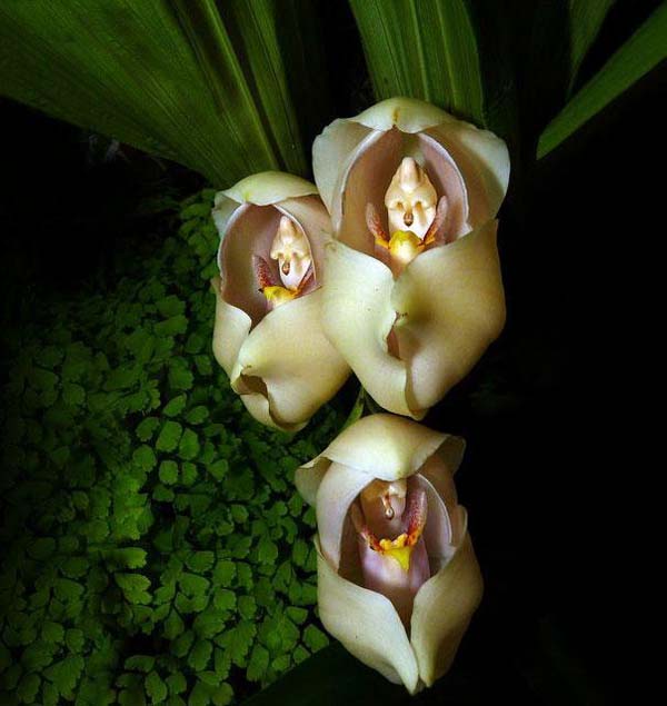 7.) Swaddled Babies (Anguloa Uniflora)