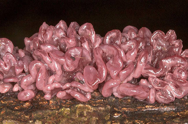 7.) Purple Jellydisc Fungus